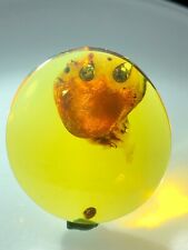 Beautiful 🪼 jellyfish Fossil Amber High Quality Extremely Rare Ultra Rare picture