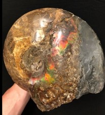 AMMOLITE OPALIZED AMMONITE FOSSIL picture