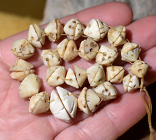 Antique Mauritanian Conus Shell Berber Tribal Hair Adornment Beads African Trade picture