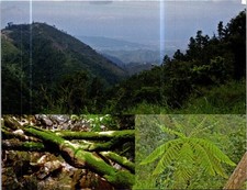 (2309) 6-3-2026 - UNESCO - PICS p/c - Jamaica - Blue & John Crow Mountains picture