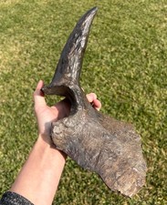 Triceratops Horn & Partial Dinosaur Skull Fossil Hell Creek Formation Juvenile picture