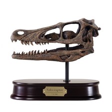 Dinostoreus Prehistoric Velociraptor Skull Model 1:1 Scale New in opened Box picture