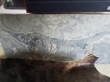 Rare 100% Genuine Ichthyosaur Dinosaur Fish Reptile Fossil Zero Resto picture
