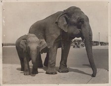 Ringling Bros RBBB Old John Elephants Chicago Circus 1930s - Original Photo picture