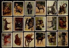 1930' s V67 Neilson's Chocolate NY Zoological Wild Animals Partial Set 70 Of 120 picture
