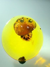 Beautiful 🪼 jellyfish The Most Expensive Fossil Amber Burmese, Museum Quality picture