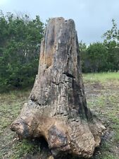 Giant Petrified Wood Tree Stump 8ft Tall One of a kind fossil River Cypress  picture