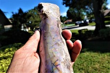 Large Rare Virgin Valley Opal Nevada Opal Wood Replacement Limb Cast 1.5 pounds picture