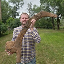 Torosaurus Triceratops Ischium - Dinosaur Fossil Hell Creek Formation Cretaceous picture