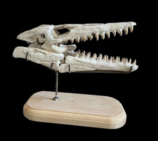 Awesome mosasaur skull, Mosasaurus beaugei - Dinosaur skull - reptile skull foss picture