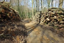 Photo A3 Stacks of Beechwood Maidensgrove Log piles by a track in Park W c2018 picture