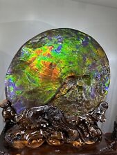 22LB Natural Ampelopsis maculata ammonite fossil conch Crystal specimen healing picture