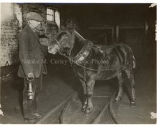 c1926 Coal Mine Pit Ponies Horses U.K. Newcastle Strike Press Photos (4) picture