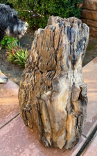 PETIRFIED LOG FROM NORTH DAKOTA /MANITOBA - TRULY AMAZING  75 LBS picture
