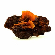 Wulfenite. 334.0 Ct. San Francisco Mine, Cucurpe, Sonora, Mexico. picture