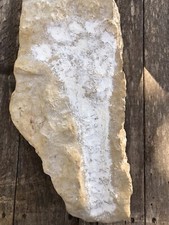 Ancient fossil footprint Amazing Find picture