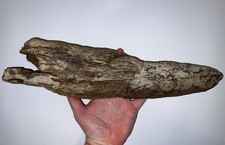 TRICERATOPS or TOROSAURUS Fossil Dinosaur PARTIAL HORN 16 Inches picture