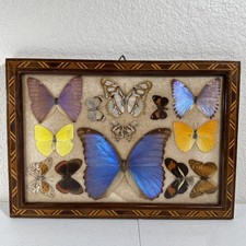 VTG Brazilian 13 Butterflies Taxidermy Butterfly 🦋 Art Casa Hugo Made in Brazil picture