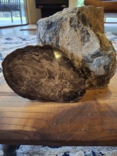 Opalized/Petrified Wood, Polished slab Natural Form, Jurassic Period,  picture