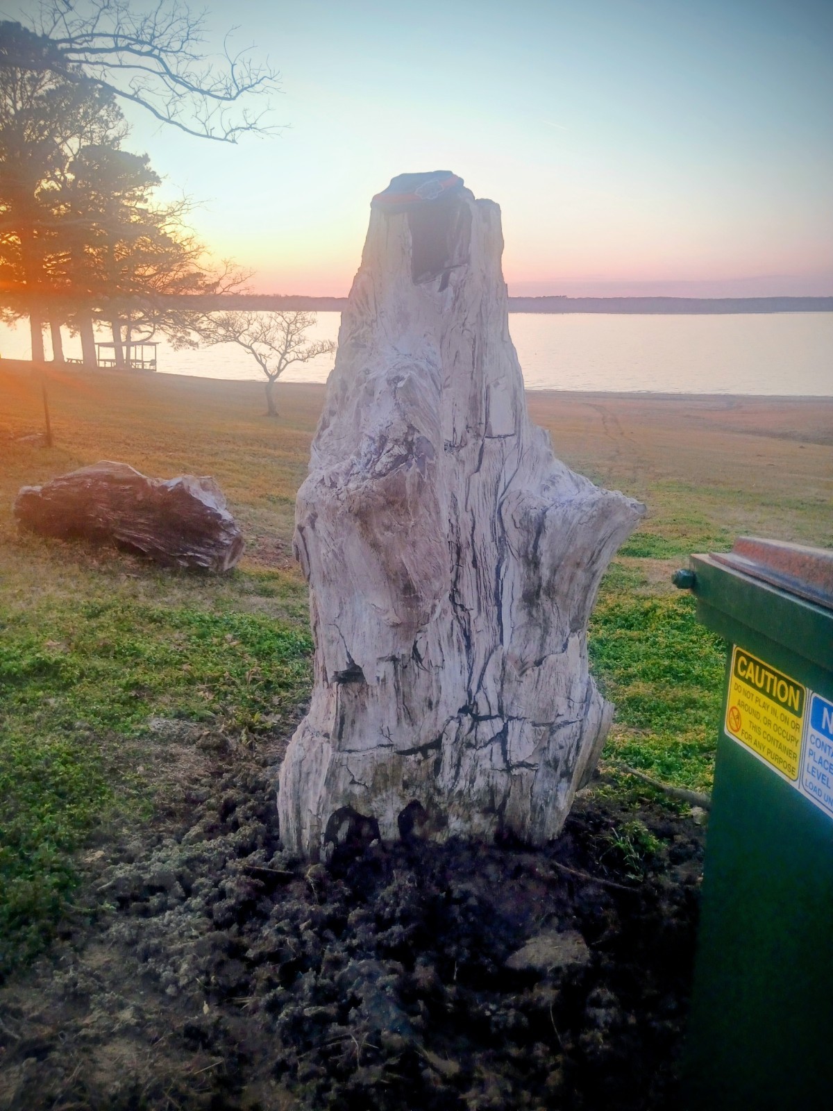 Beautiful, Natural,Very Large Petrified Tree  ,Texas,
