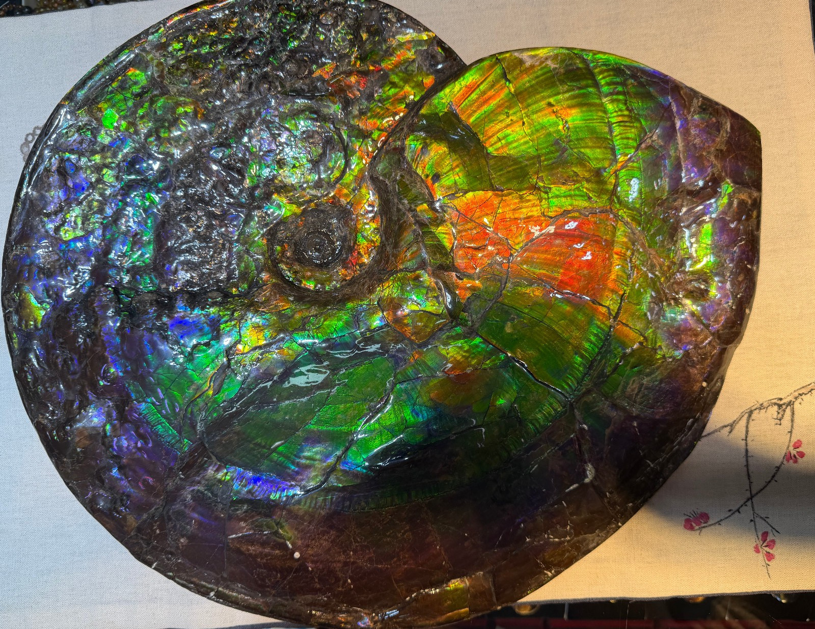 Rare Treasured Ancient Colourful Ammonite Fossil Canadian Mine Display Spencimen Rare Treasured Ancient Colourful Ammonite Fossil Canadian Mine Display Spencimen