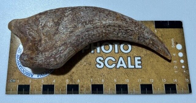 Dinosaur Age Morocco Bone Spinosaurus Hand Claw  Some Tip Work Very Nice