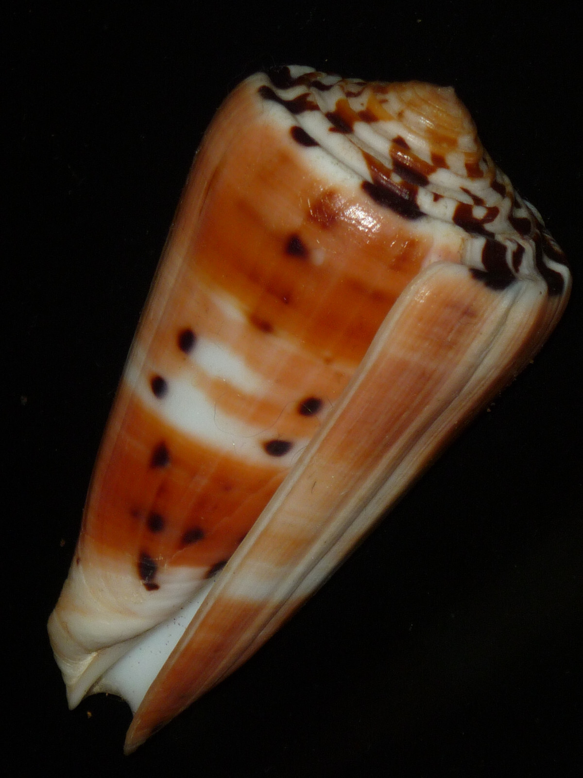 180 Conus barthelemyi 74.4mm TOP GRADING IMPORTANT NATURAL SEASHELL RARE BEAUTY 180 Conus barthelemyi 74.4mm TOP GRADING IMPORTANT NATURAL SEASHELL RARE BEAUTY