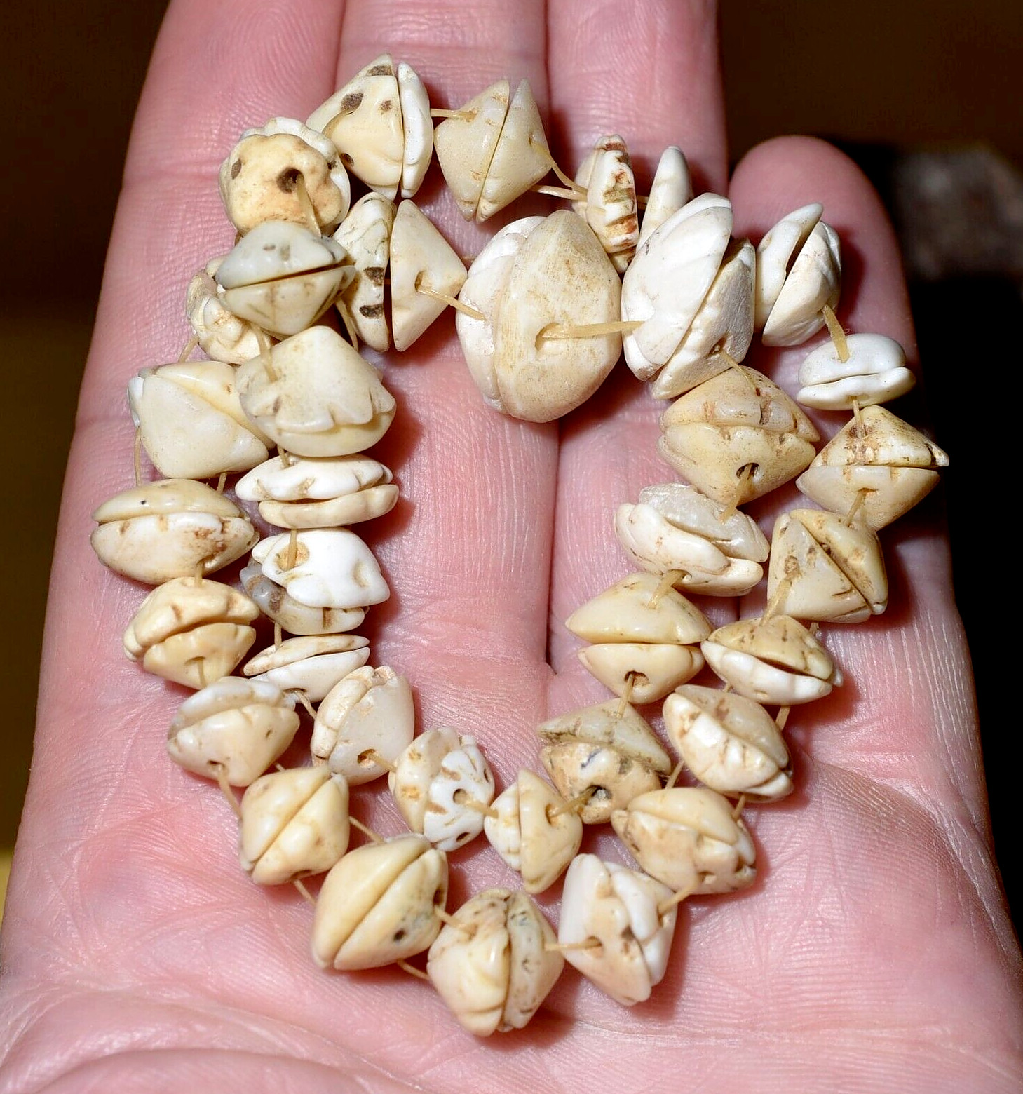 Antique Mauritanian Conus Shell Berber Tribal Hair Adornment Beads African Trade Antique Mauritanian Conus Shell Berber Tribal Hair Adornment Beads African Trade